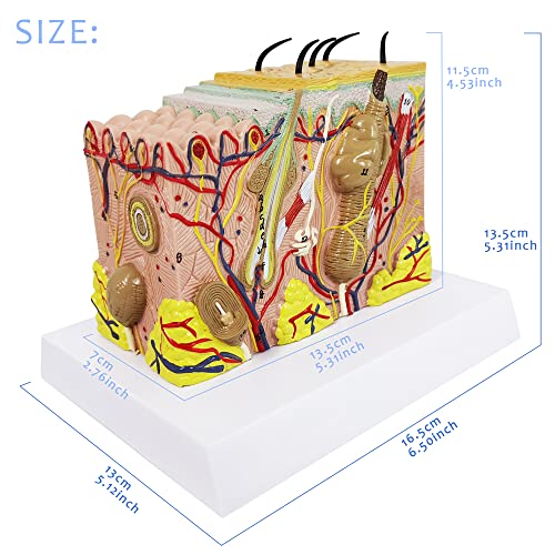 Evotech Bőr Anatómiai Modell, 35X Kibővített Bőr Réteg Szerkezete Anatómiai Modell Haját Tanteremben Tanulmány Tanítás Kijelző
